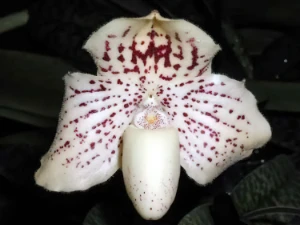 Bild von Paphiopedilum godefroyae 1